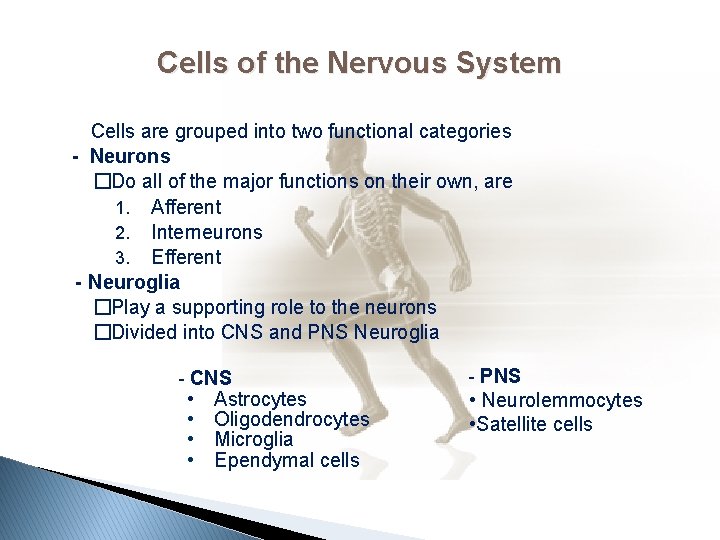 Cells of the Nervous System Cells are grouped into two functional categories - Neurons
