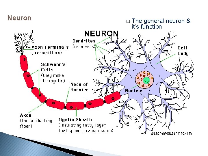 Neuron � The general neuron & it’s function 