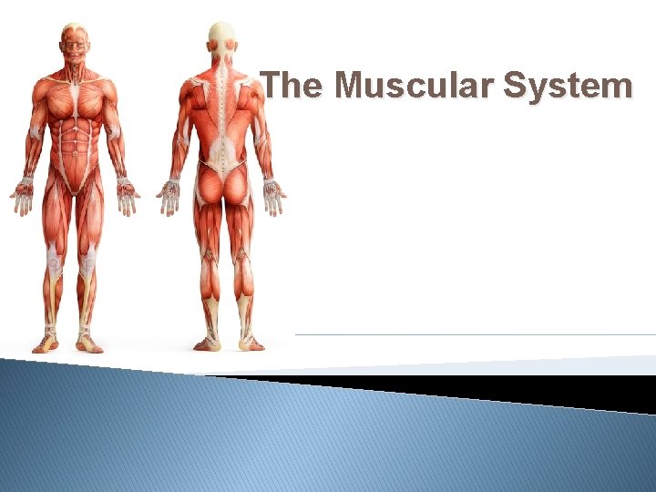 The Muscular System 