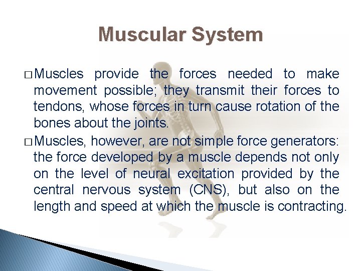 Muscular System � Muscles provide the forces needed to make movement possible; they transmit