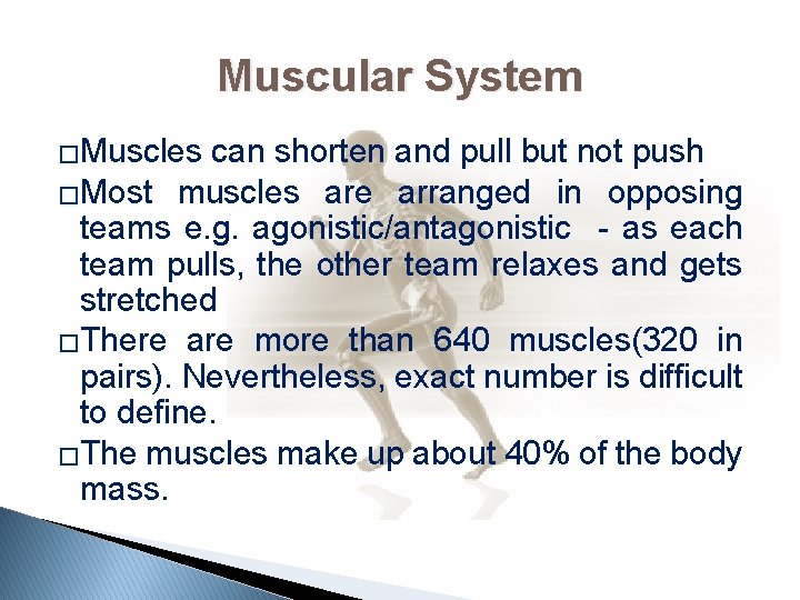Muscular System �Muscles can shorten and pull but not push �Most muscles are arranged