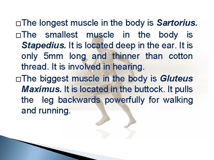 �The longest muscle in the body is Sartorius. �The smallest muscle in the body