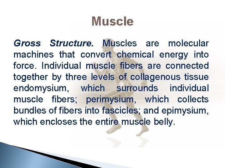 Muscle Gross Structure. Muscles are molecular machines that convert chemical energy into force. Individual