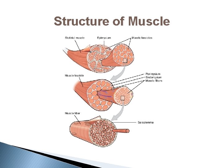 Structure of Muscle 