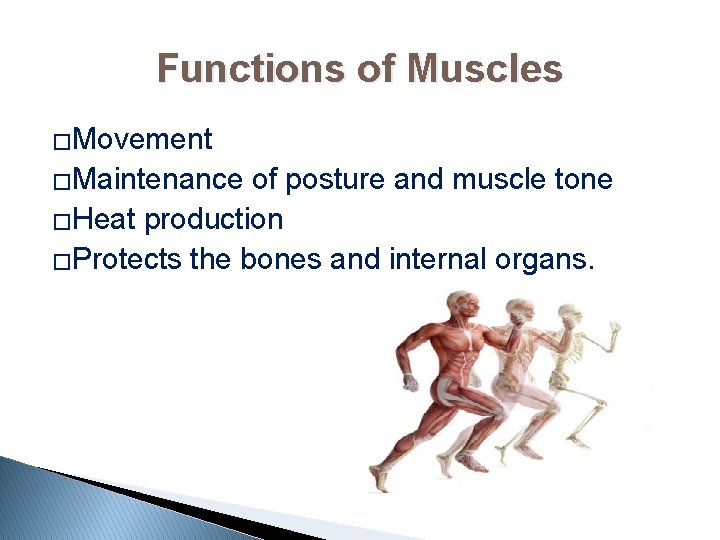 Functions of Muscles �Movement �Maintenance of posture and muscle tone �Heat production �Protects the