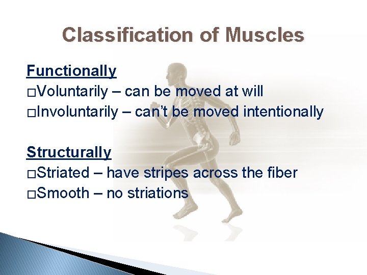 Classification of Muscles Functionally �Voluntarily – can be moved at will �Involuntarily – can’t