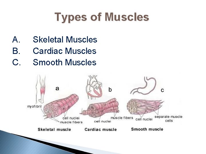 Types of Muscles A. B. C. Skeletal Muscles Cardiac Muscles Smooth Muscles 