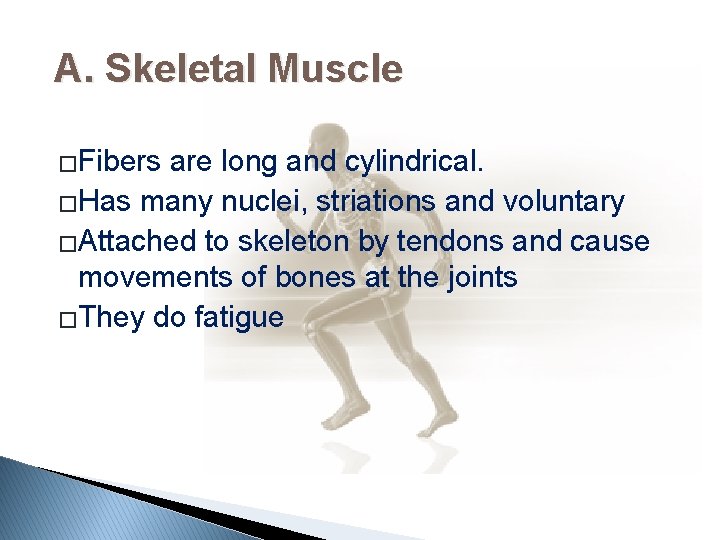 A. Skeletal Muscle �Fibers are long and cylindrical. �Has many nuclei, striations and voluntary
