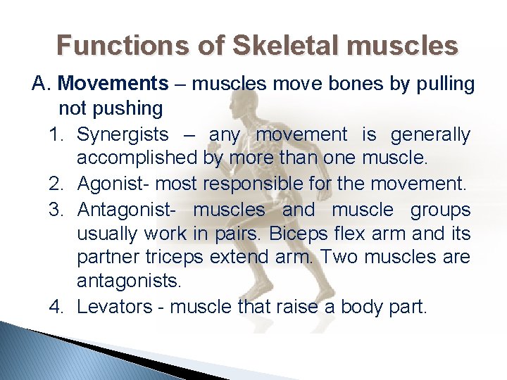 Functions of Skeletal muscles A. Movements – muscles move bones by pulling not pushing