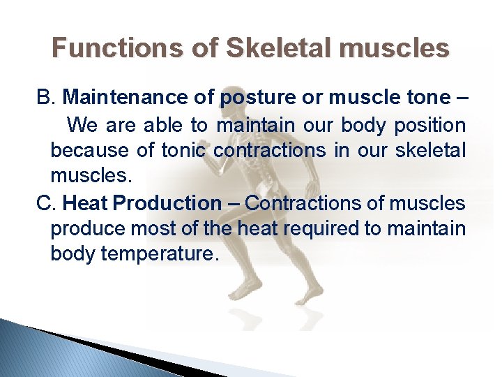 Functions of Skeletal muscles B. Maintenance of posture or muscle tone – We are