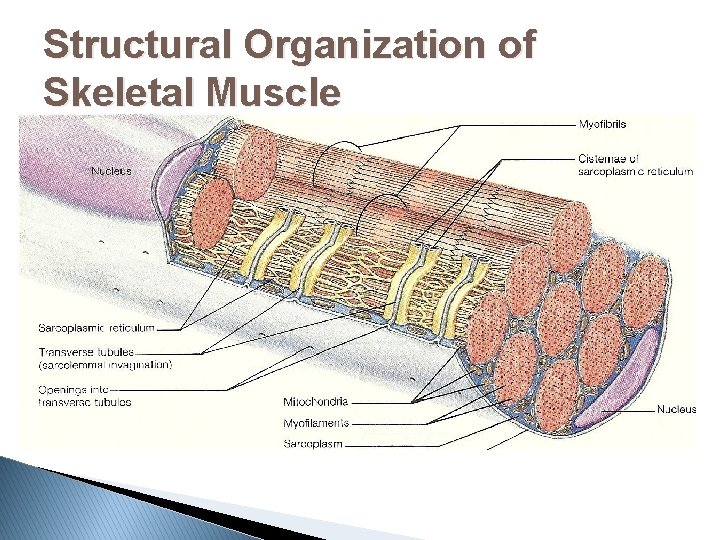 Structural Organization of Skeletal Muscle 