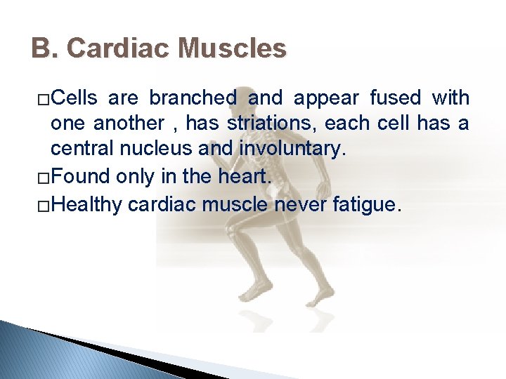 B. Cardiac Muscles �Cells are branched and appear fused with one another , has