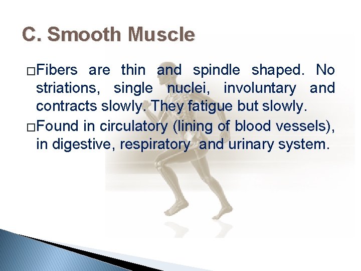 C. Smooth Muscle �Fibers are thin and spindle shaped. No striations, single nuclei, involuntary