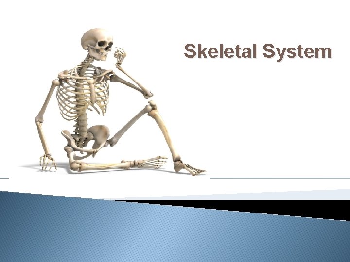 Skeletal System 