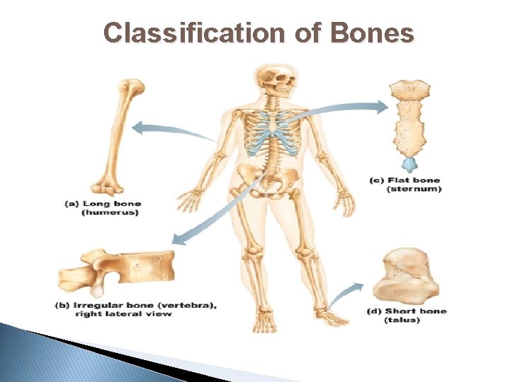 Classification of Bones 