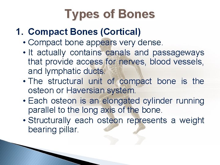 Types of Bones 1. Compact Bones (Cortical) • Compact bone appears very dense. •