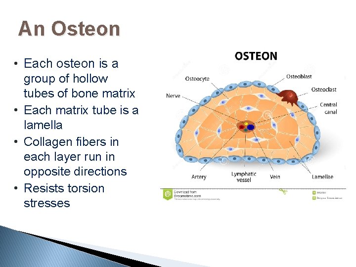 An Osteon • Each osteon is a group of hollow tubes of bone matrix
