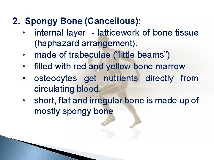2. Spongy Bone (Cancellous): • internal layer - latticework of bone tissue (haphazard arrangement).
