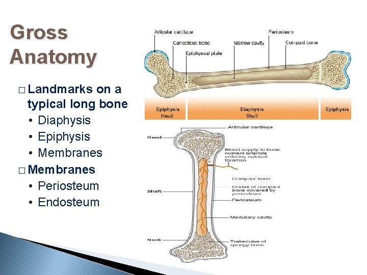 Gross Anatomy � Landmarks on a typical long bone • Diaphysis • Epiphysis •