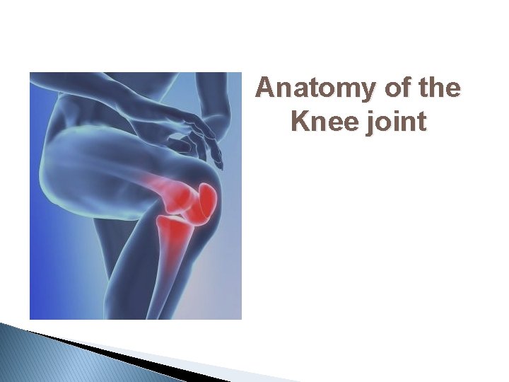 Anatomy of the Knee joint 
