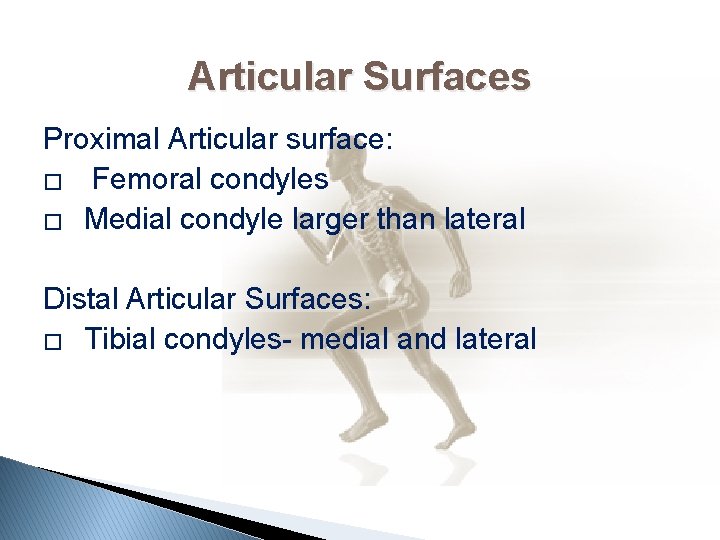 Articular Surfaces Proximal Articular surface: � Femoral condyles � Medial condyle larger than lateral