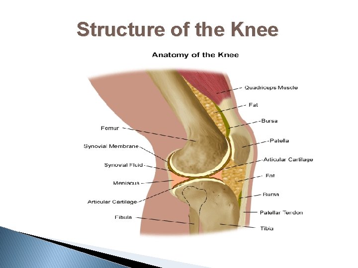 Structure of the Knee 