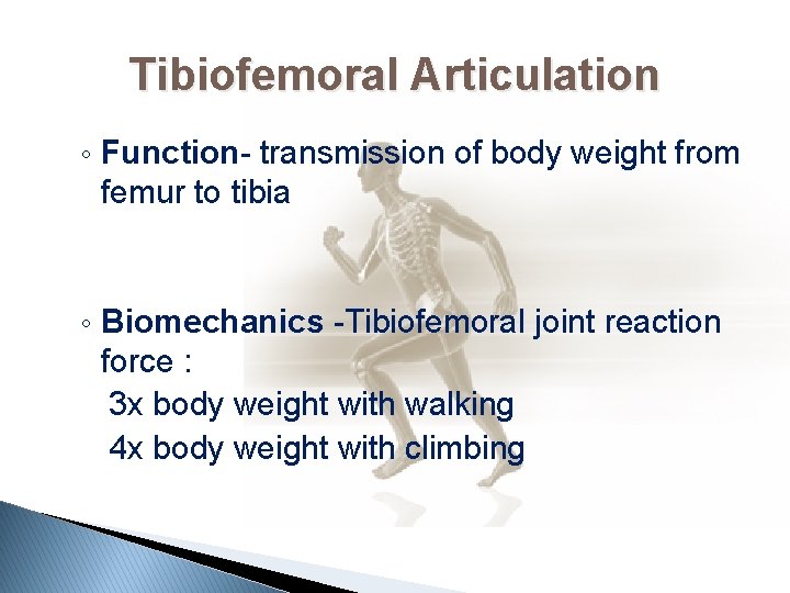 Tibiofemoral Articulation ◦ Function- transmission of body weight from femur to tibia ◦ Biomechanics