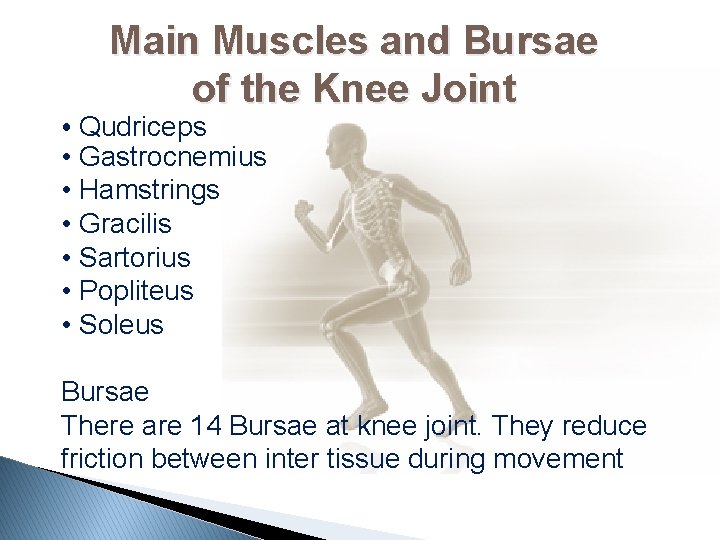 Main Muscles and Bursae of the Knee Joint • Qudriceps • Gastrocnemius • Hamstrings