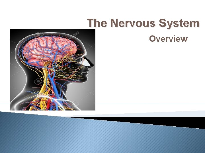 The Nervous System Overview 