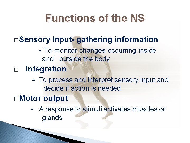 Functions of the NS �Sensory Input- gathering information - To monitor changes occurring inside