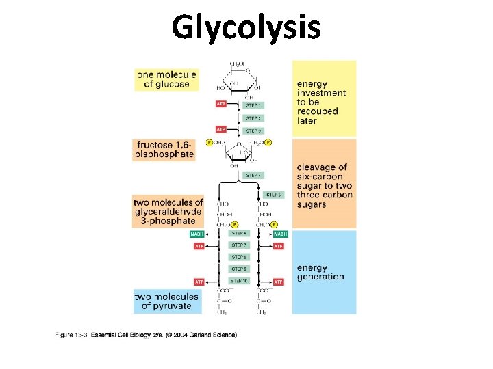 Glycolysis Glycolysis