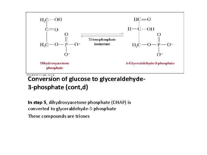 Conversion of glucose to glyceraldehyde 3 -phosphate (cont, d) In step 5, dihydroxyacetone phosphate