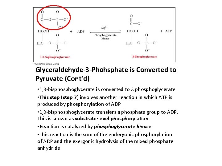 Glyceraldehyde-3 -Phohsphate is Converted to Pyruvate (Cont’d) • 1, 3 -bisphoglycerate is converted to