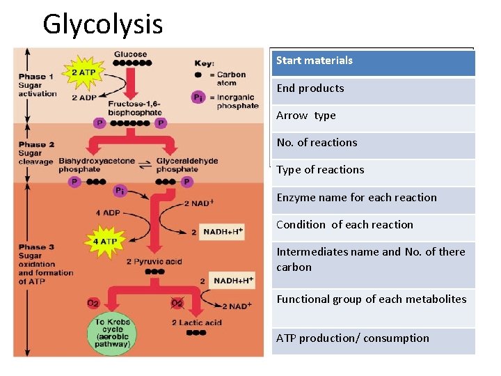 Glycolysis Start materials End products Arrow type No. of reactions Type of reactions Enzyme