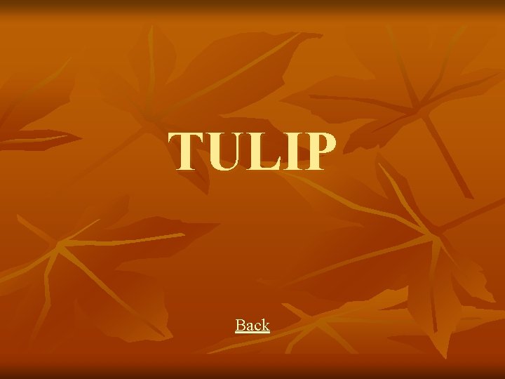 TULIP Back 