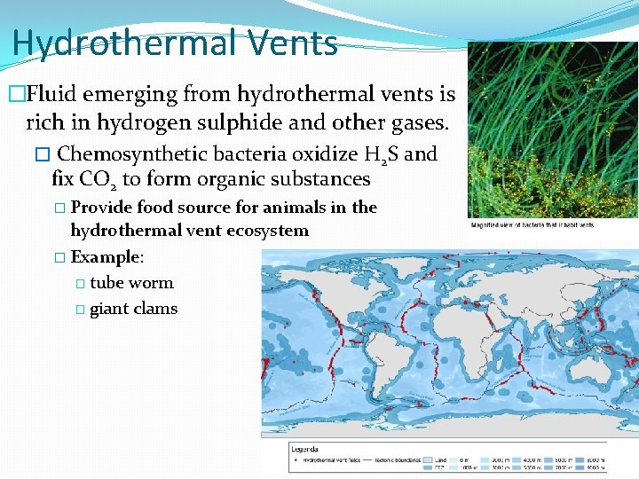 Hydrothermal Vents �Fluid emerging from hydrothermal vents is rich in hydrogen sulphide and other