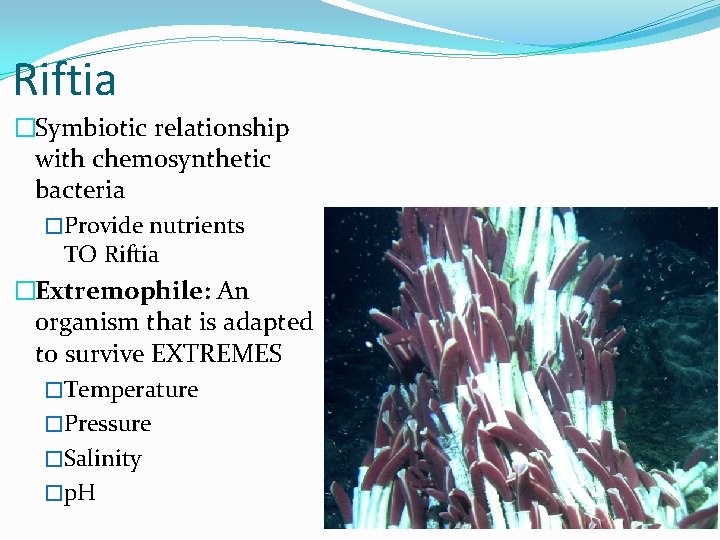 Riftia �Symbiotic relationship with chemosynthetic bacteria �Provide nutrients TO Riftia �Extremophile: An organism that Riftia �Symbiotic relationship with chemosynthetic bacteria �Provide nutrients TO Riftia �Extremophile: An organism that