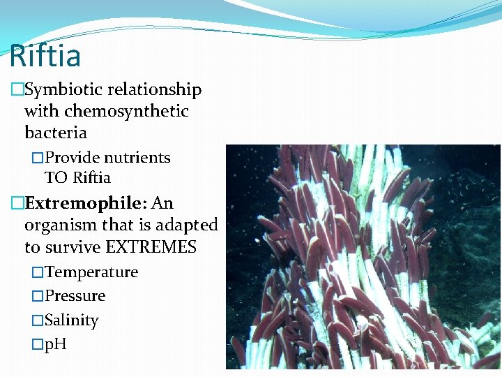 Riftia �Symbiotic relationship with chemosynthetic bacteria �Provide nutrients TO Riftia �Extremophile: An organism that