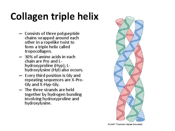 Collagen triple helix – Consists of three polypeptide chains wrapped around each other in