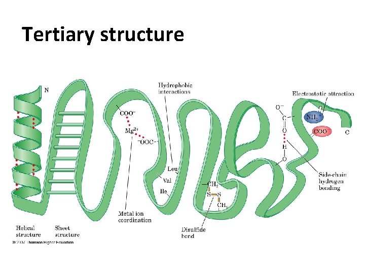 Tertiary structure 