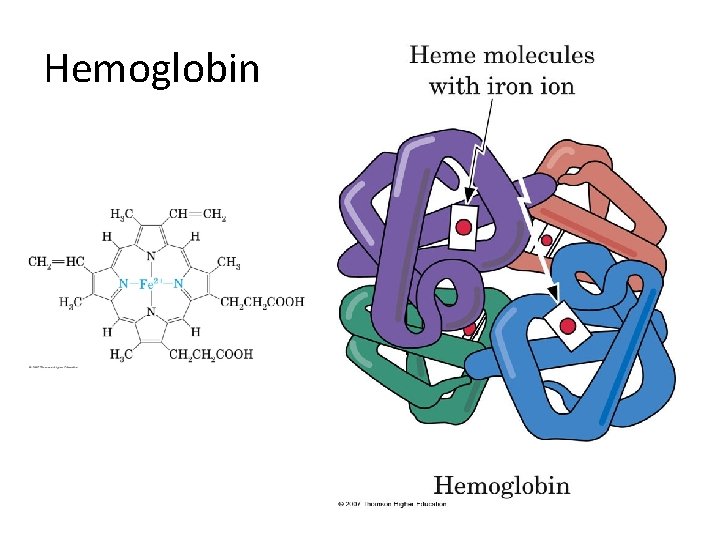 Hemoglobin 
