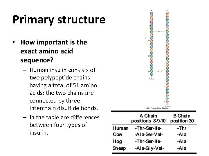 Primary structure • How important is the exact amino acid sequence? – Human insulin