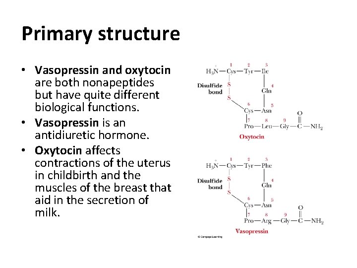 Primary structure • Vasopressin and oxytocin are both nonapeptides but have quite different biological
