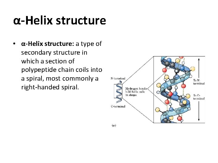 α-Helix structure • α-Helix structure: a type of secondary structure in which a section