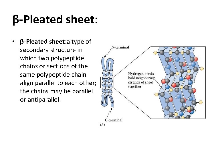 β-Pleated sheet: • β-Pleated sheet: a type of secondary structure in which two polypeptide