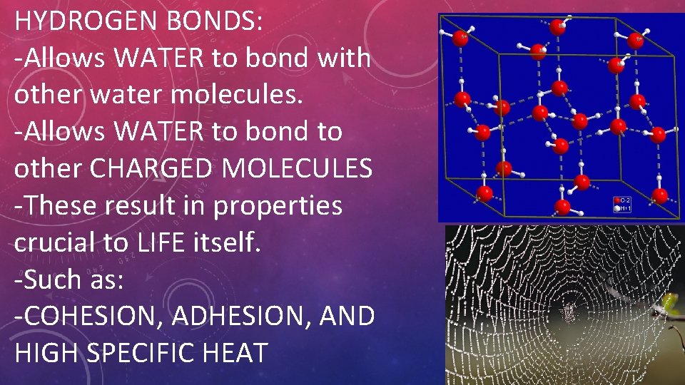 HYDROGEN BONDS: -Allows WATER to bond with other water molecules. -Allows WATER to bond