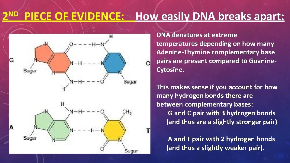2 ND PIECE OF EVIDENCE: How easily DNA breaks apart: DNA denatures at extreme