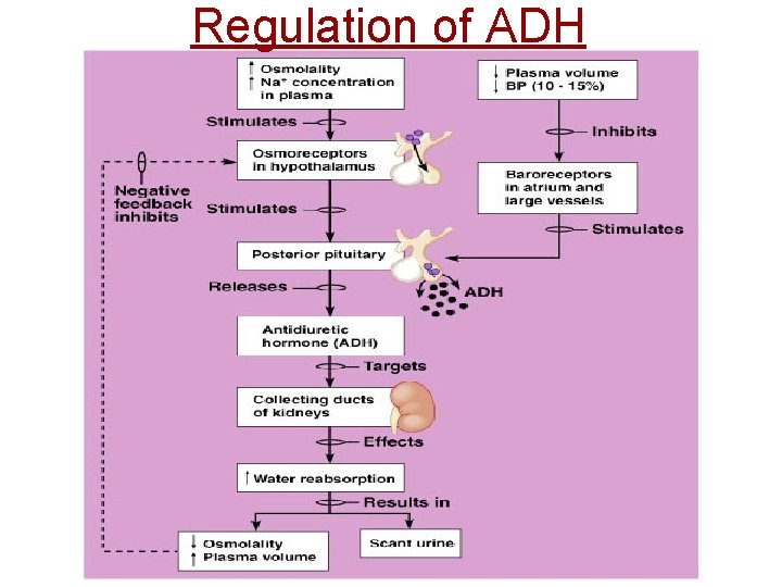 Regulation of ADH 