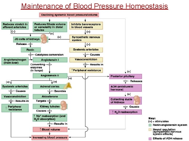 Maintenance of Blood Pressure Homeostasis 