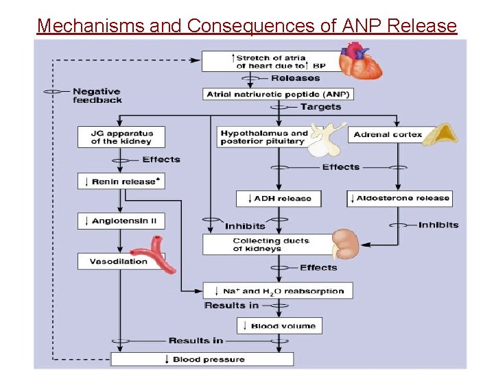 Mechanisms and Consequences of ANP Release 